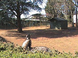 Emus and wallabies at Tropiquaria