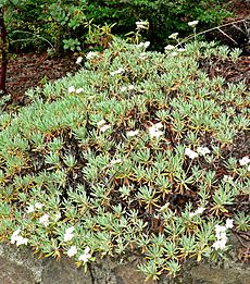 Eriogonum arborescens 1