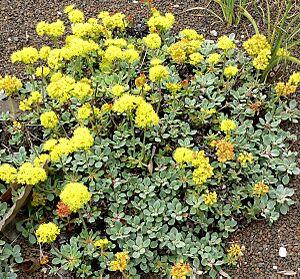 Eriogonum umbellatum humistratum 1