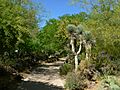 Ethel M Botanical Cactus Garden 3