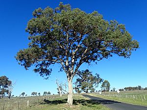Eucalyptus conica habit.jpg