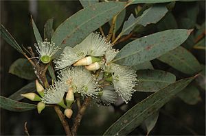 Eucalyptus ligulata buds.jpg