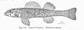FMIB 51449 Johnny Darter Boleosoma nigrum