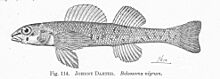 FMIB 51449 Johnny Darter Boleosoma nigrum.jpeg