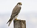 Falco mexicanus -San Luis Obispo, California, USA-8.jpg