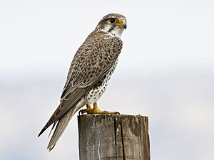 Falco mexicanus -San Luis Obispo, California, USA-8