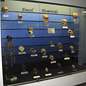 Fossil hominids