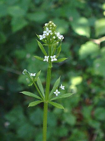 Galium aparine01