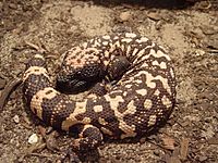 A Gila monster curled up on the ground absorbing heat.