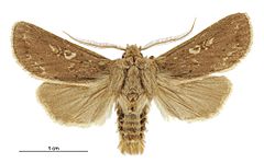 Graphania pagaia male.jpg