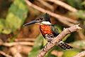 Green kingfisher (Chloroceryle americana americana) male
