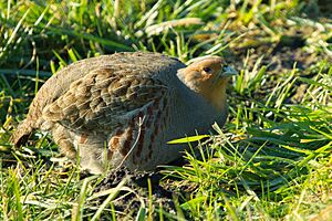 Grey Partridge Perdix perdix, Netherlands 1