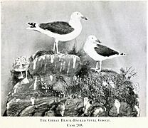 Handbook and guide to the British birds on exhibition in the Lord Derby Natural History Museum, Liverpool (1914) (14564164508)