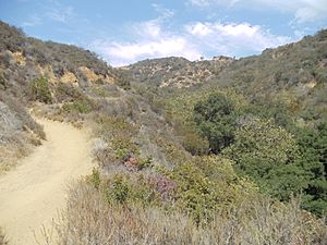Hastain Trail in Franklin Canyon Park, Los Angeles, California
