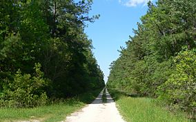 Two-track dirt road through dense woods