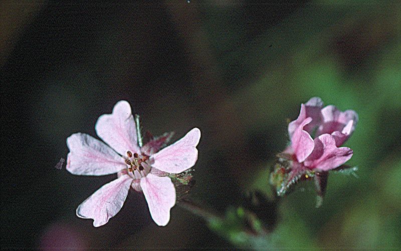 Horkelia daucifolia var. indicta (25620514331)