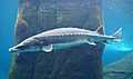 Huge sturgeon in the Gulf of St. Lawrence ecosystem - panoramio