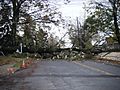 Hurricane Sandy downed tree Kutztown PA
