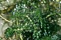 Hydrilla USGS