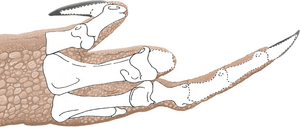 Injured Dilophosaurus hand