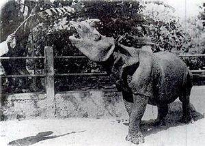 Javan Rhino 1900