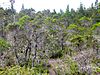 Pygmy forest at Jug Handle State Natural Reserve