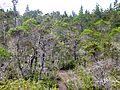 Jug Handle Ecological Staircase Pygmy Forest (5063026514)