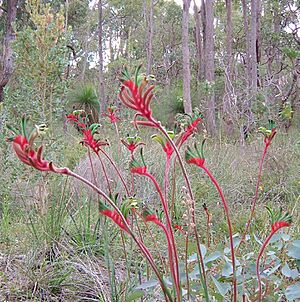 Kangaroo paws darling range