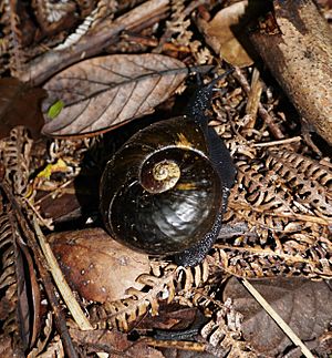 Kauri snail Paryphanta busbyi