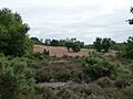 Kingsley Common - geograph.org.uk - 865936