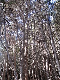 L. lanigerum trees