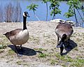Lake Erie Canada Geese