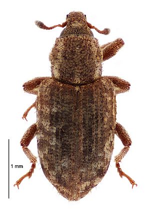 Listronotus bonariensis dorsal.jpg