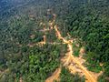 Logging road East Kalimantan 2005