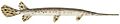 Longnose gar flipped