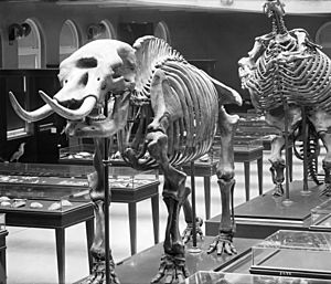 Los Angeles Museum of Natural History showing displays of prehistoric skeletons, a mastodon and giant ground sloth, ca.1920 (CHS-5699)