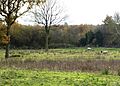 Lount Meadows 3