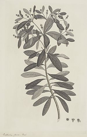 MA I308043 TePapa Euphorbia-glauca-G-Forster full