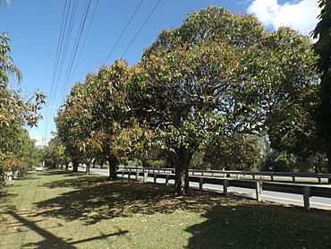 Mango Trees along Anzac Avenue at Mango Hill, Queensland.jpg