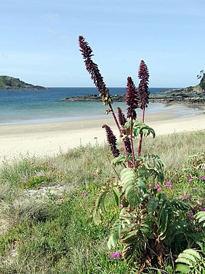 Matai Beach, Northland