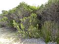 Melaleuca globifera (habit)