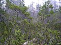 Mendocino Pygmy Forest in Van Damme State Park 3.jpg