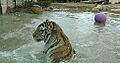Mike the Tiger in water rfrmt
