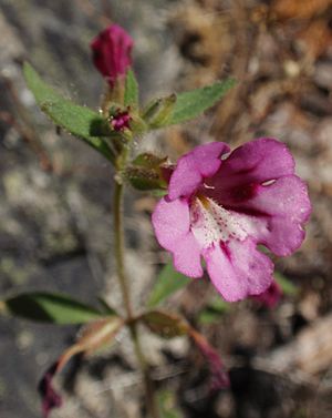 Mimulus layneae.jpg