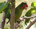 Mitred Parakeet, Inka Trail, Peru