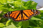 Monarch Butterfly Showy Male 3000px
