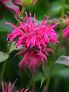 Monarda 'Panorama' 02