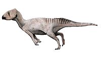 Mosaiceratops LM.jpg