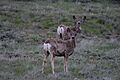 MuleDeer Rabbit Ears Pass