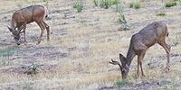 Mule Deer in Zion Canyon